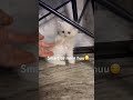 Smart to mein huu#like #cat #cutepet #cute #catlovers #viral #short