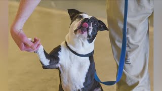Paroled Pups Program Pairs Inmates with Shelter Dogs