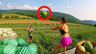 Big Cantaloupe And Watermelon Harvest