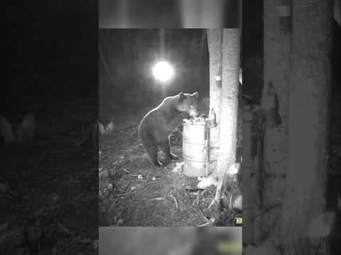 КАКОЙ ЖЕ ОН ВСЁ-ТАКИ НЕУКЛЮЖИЙ. #фотоловушка #bear #медведь