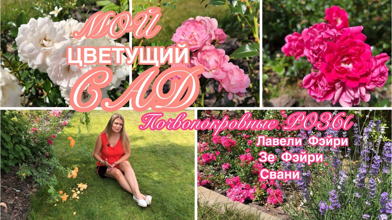 САД ЦВЕТЁТ 🌸 Розы, которые не показываю с маленьким кустом 🌸 роза ...