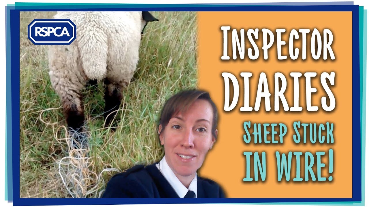 rachel smith writer Sheep tangled in wire!