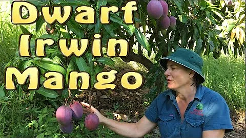 Dwarf Irwin Mango Fruit Tree - After 20 years this Purple Mango is half the size of other Bowens