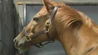 Secretariats great grandson