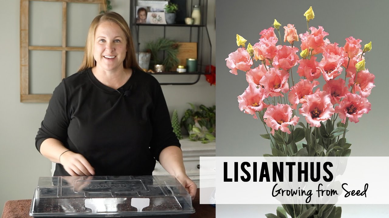 Lisianthus Seed Starting for Cut Flower Farming : Sunshine and Flora