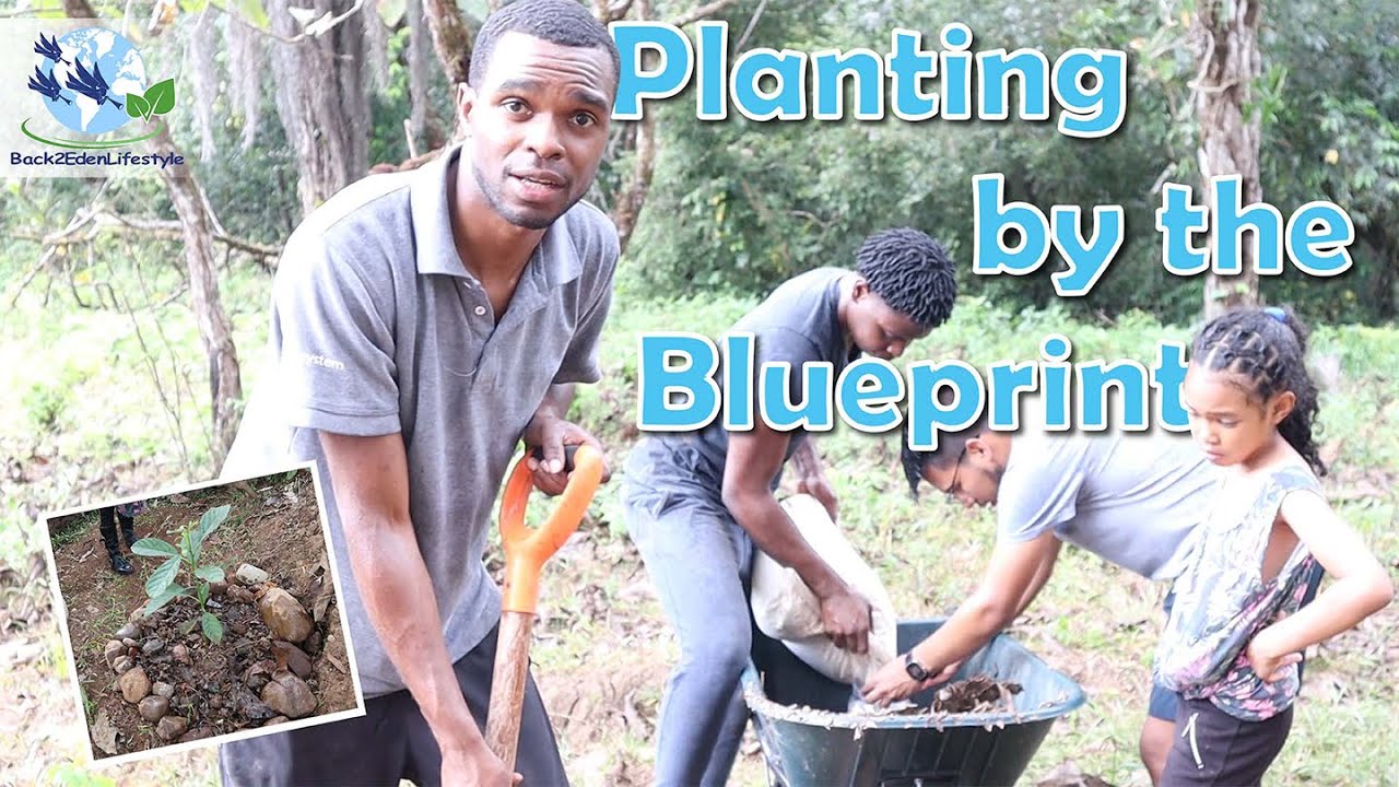 How to plant a fruit tree using the Ellen G. White Method YouTube