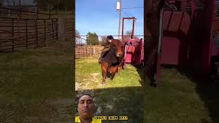 cow sad video 🐂❤️💯 #cow​ #animals​ #shorts​ #viral​ #foryou​ #2026​