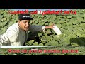 زراعة اليقطين ( لب الخشب) // How to grow bottle gourd
