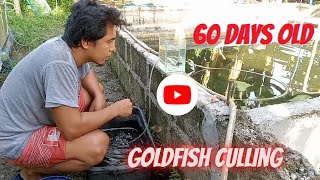 Paano Mag Goldfish Culling 60 Days Old. Part 3
