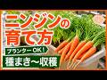 【ニンジン栽培の基本】美味しい人参を収穫する最強の育て方!種まき~収穫まで♪発芽・間引き・追肥のコツ【初心者・プランター家庭菜園】