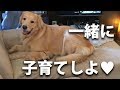 飼い主の側に仔犬を連れてきてしまうゴールデンレトリバー:mother dog bring puppy me