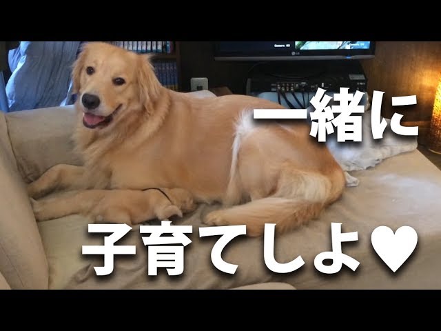 飼い主の側に仔犬を連れてきてしまうゴールデンレトリバー