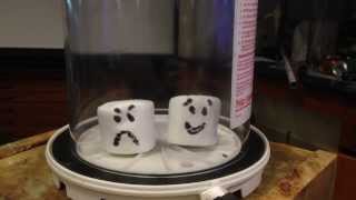 Marshmallows in vacuum chamber
