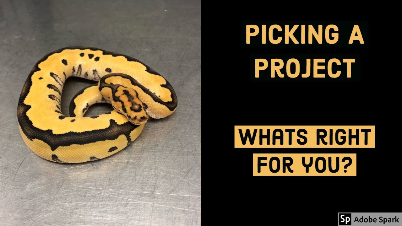 ball python breeders in ohio VLOG #2 - PICKING YOUR PROJECTS II BALL PYTHONS