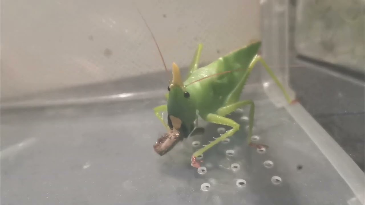 Feeding Compilation of Predatory Katydid (Copiphora coruta) 