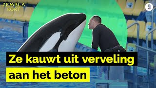 Thumbnail for Het leven van orka Morgan in gevangenschap I Zembla