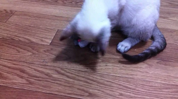 Watch the video about Etsi - New Toy(Scottish fold Siamese Lynx point)