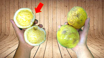 Como fazer adubo com a casca de maracujá?