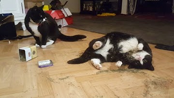 Tuxedo cats Sam and Bella playing with catnip PART 2
