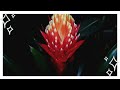 Роскошный комнатный цветок вриезия: уход в домашних условиях за капризным растением