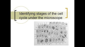Mitosis microscopy