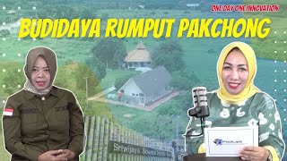 Download Lagu Pakchong Grass Cultivation Download Lagu Pakchong Grass Cultivation