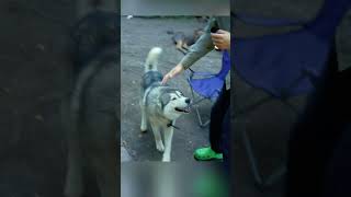 Как Нас Встретил Лосёнок На Турбазе