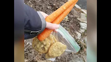 ¿Cuántas zanahorias puede comer un caballo?