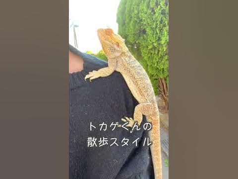 フトアゴヒゲトカゲの散歩スタイル - Hq2