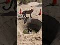 The Mother leopard rescues her cub from drowning in the water #animalrescue #animals #leopard