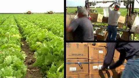 Produce Traceability Solutions for Growers