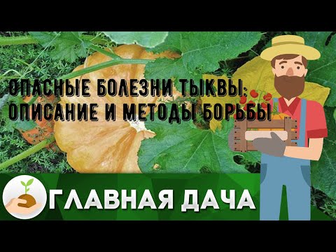 Видео: Причины и способы устранения желтых листьев тыквы