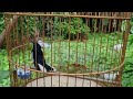 Choè than HÓT NHIỀU GIỌNG Chòe than hót kích trống căng lửa | Chòe than hót giọng rừng cực phê | la