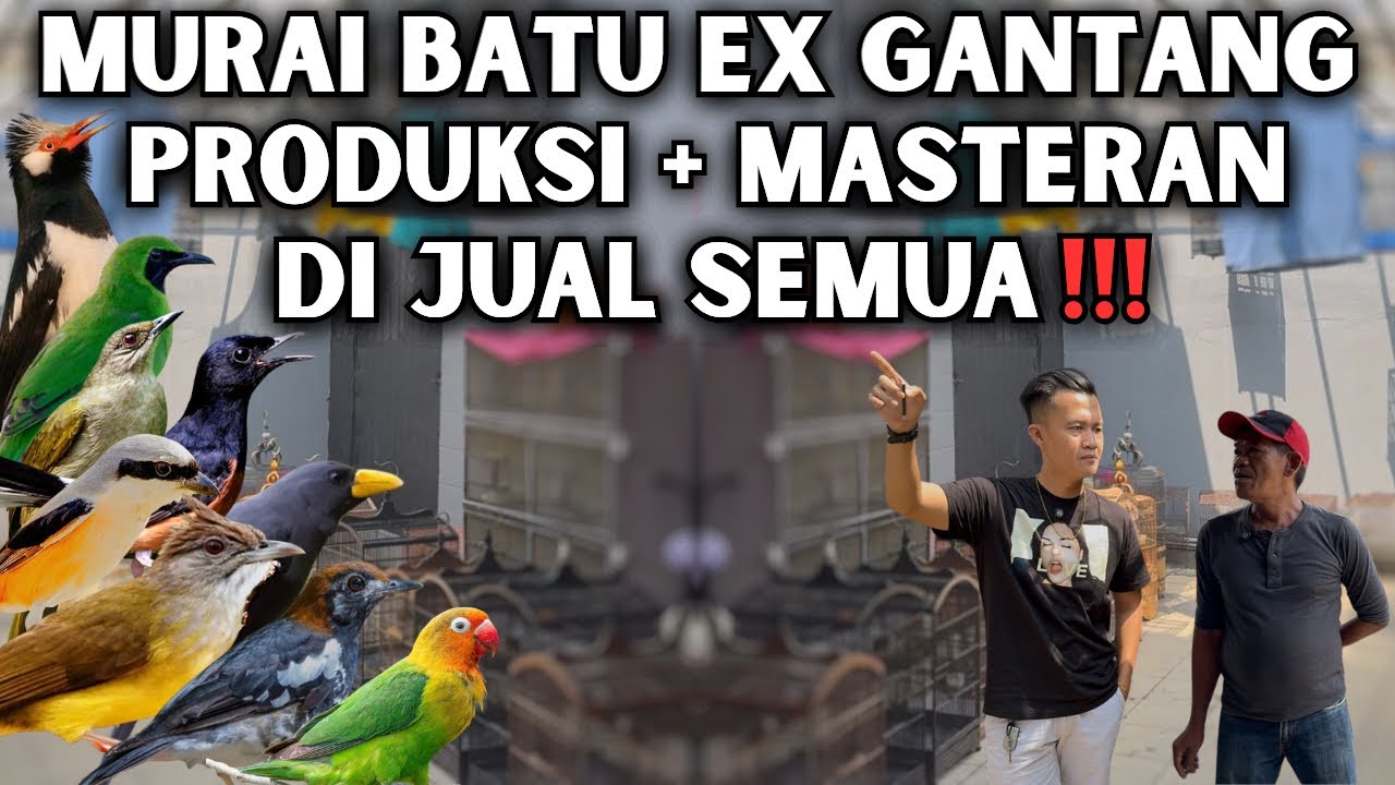 MURAI PRODUKSI DAN SEMUA MASTERAN DISINI DI JUAL !