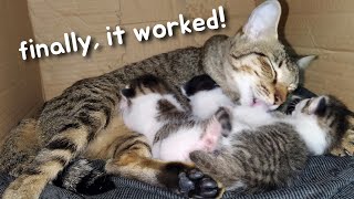 Cat ask help, newborn kittens don't stop crying because of this..