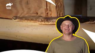 Turtleman Entered The Ultimate Snake Pit | Call Of The Wildman S1 E8 | Animal Planet India