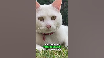 Why Punishing Your Cat Doesn’t Work: Insights Revealed