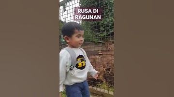 Rusa Di Kebun Binatang Ragunan #rusa #ragunanzoo