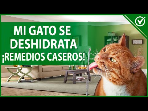 Video: Síntomas De Deshidratación En Gatos: Deshidratación En Gatos