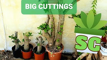 Big cuttings of Jade plant