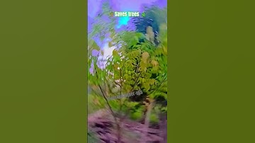 🌴Saves Trees 🎄 #shorts #shortfeed #youtubeshorts #ytshorts #trending #blackpantherr #savetrees