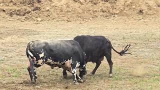 2024 Borçka Taraklı Tn Boğa Güreşleri Ayak Turbo & Keleş