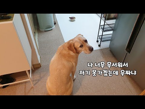 (후기)무서운 짐승 냄새 맡고 겁에질린 강아지의 극복 방법