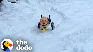 Nothing Stops This Wheelchair Pup From Playing In The Snow The Dodo