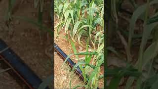 Türkiyenin En Ölümcül Yılanı Ile Mısır Tarlasında Karşılaştı