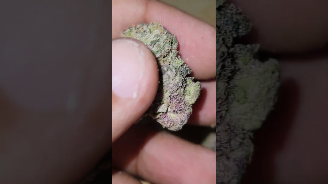 BLUE SHAMU (BLACK SHERBERT X GUAVA BOMB) CULTIVATED BY TED'S BUDZ *PACKAGE DATE YESTERDAY*