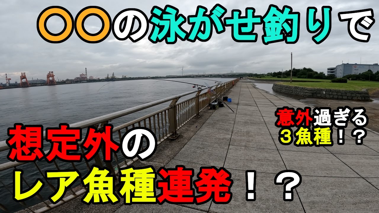 【神奈川県某所】〇〇の泳がせ釣りで想定外のレア魚種連発！？梅雨入り直後の時期に、関東地方の東京湾側に面している釣り場で、とある魚を狙った泳がせ釣りを数日間してみたら…！【2024年6月下旬】