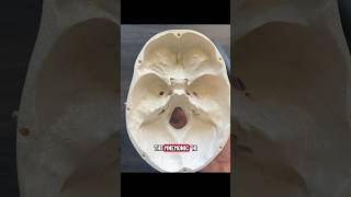 Cranial For Mnemonic And Contents