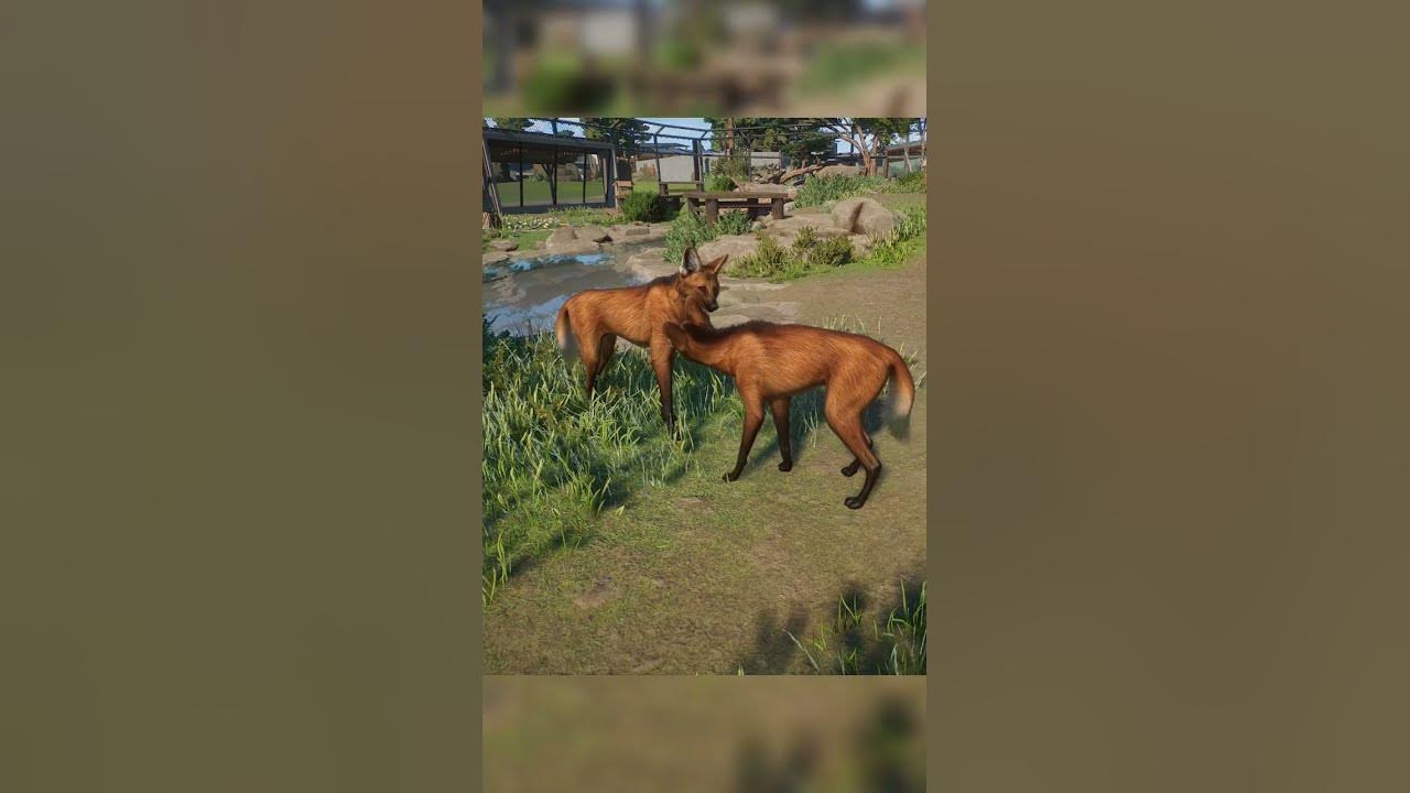 Maned Wolf Mating Animation Zoo YouTube
