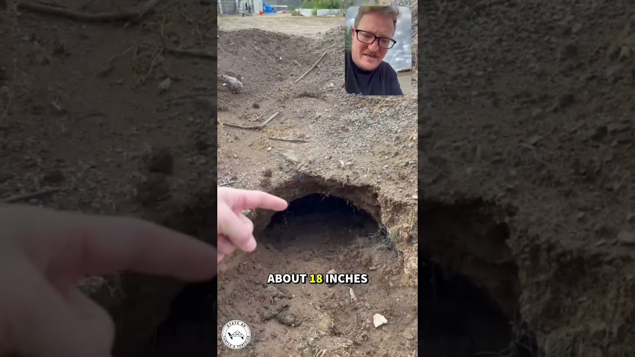 After a Heavy Rainstorm, Checking If My Tortoise Burrow Flooded!